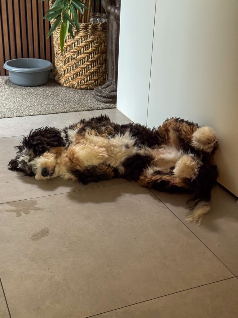 Thuis bij familie over de kook: week 49