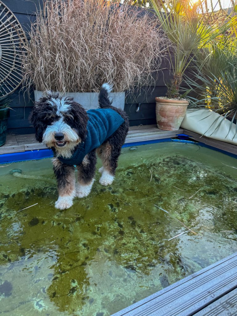 Legend op het bevroren zwembad water spelen