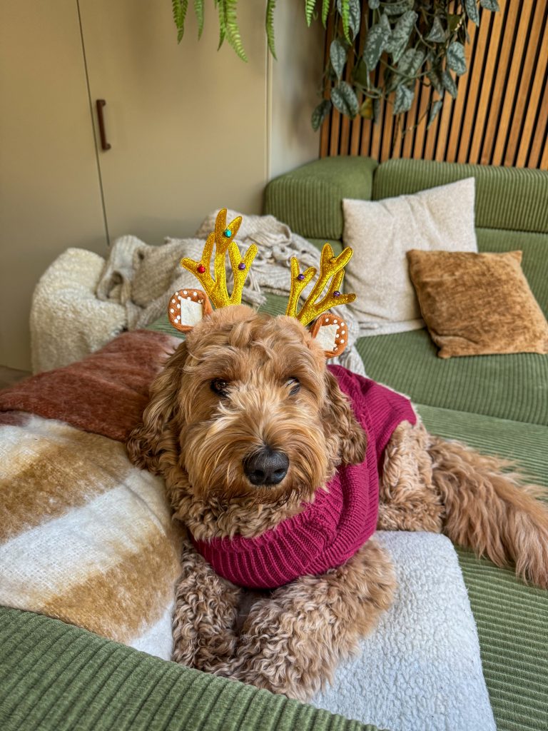 Teun met kerst gewei