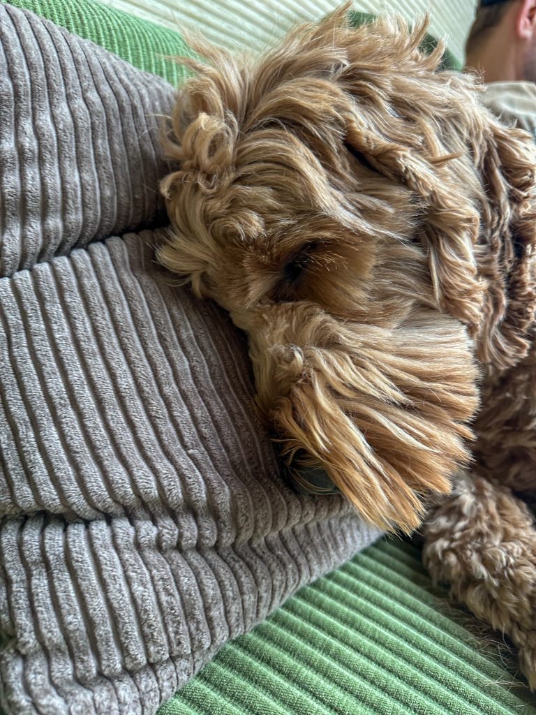 Teun liggend op een kussen