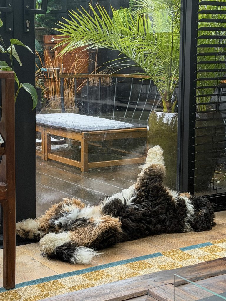 Hond ligt uitgestrekt bij de schuifpui en kijkt uit op de besneeuwde tuin.
