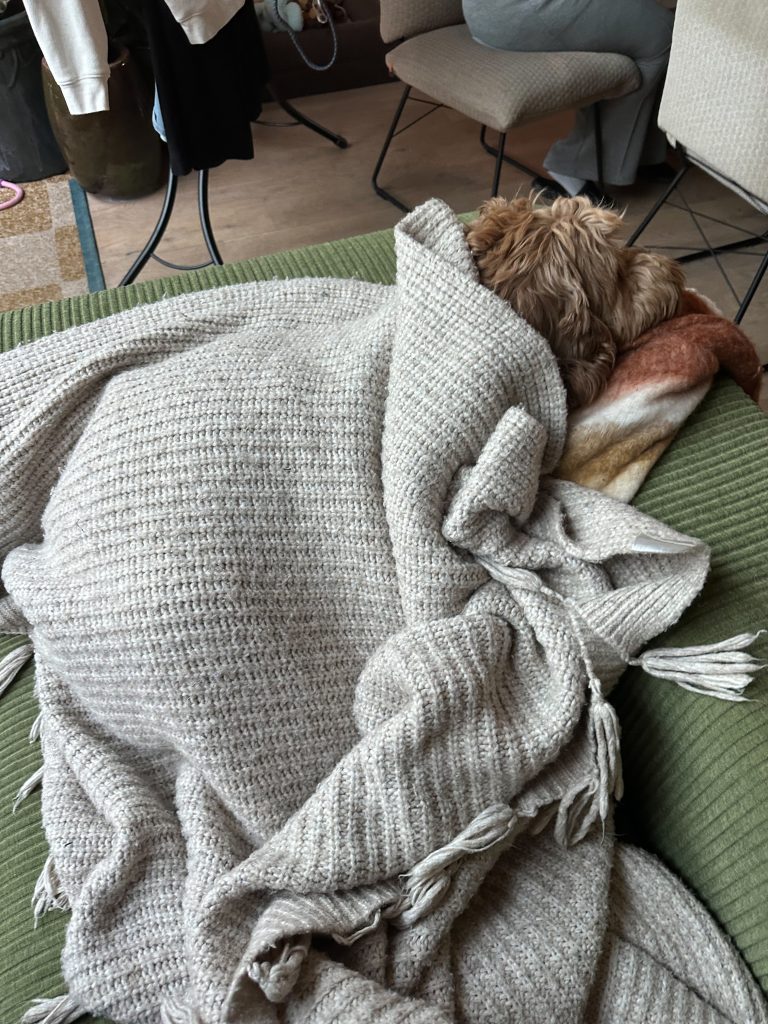 Hond onder een deken op een groene bank in de woonkamer