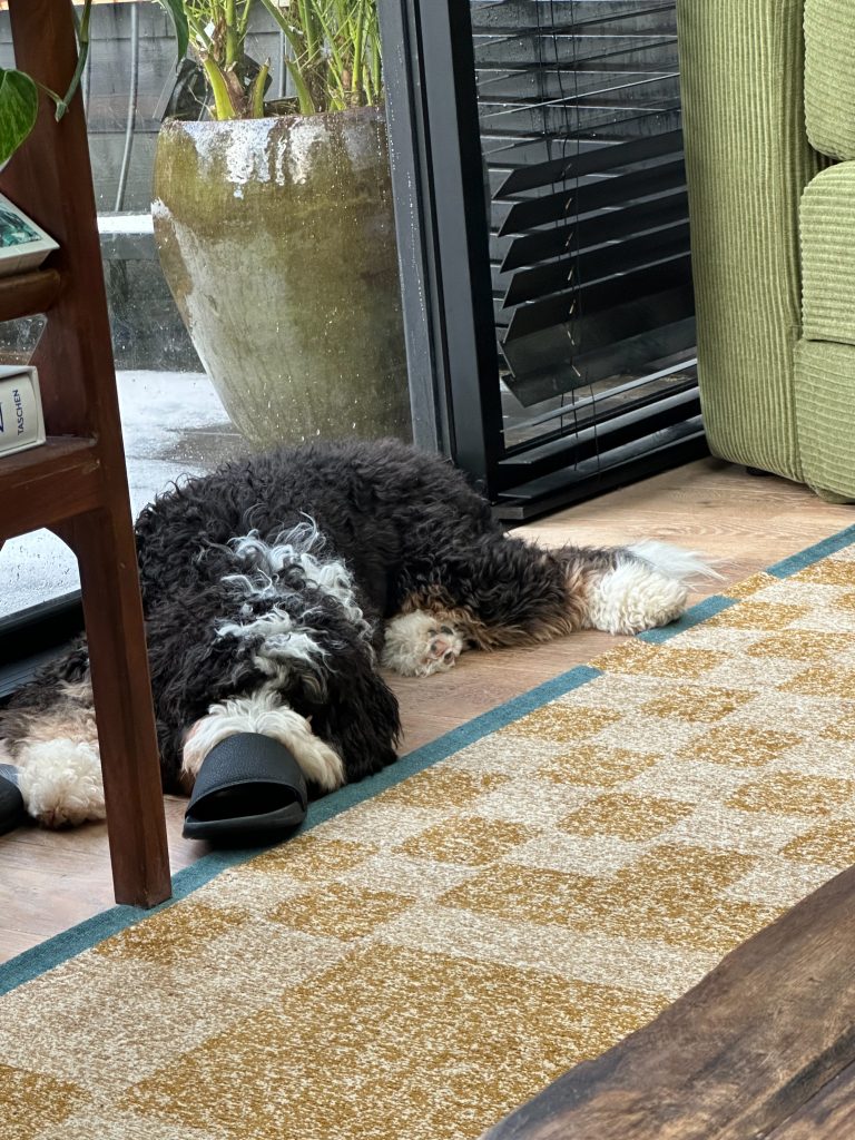 Hond ligt te slapen op de vloer met een slipper naast zijn snuit