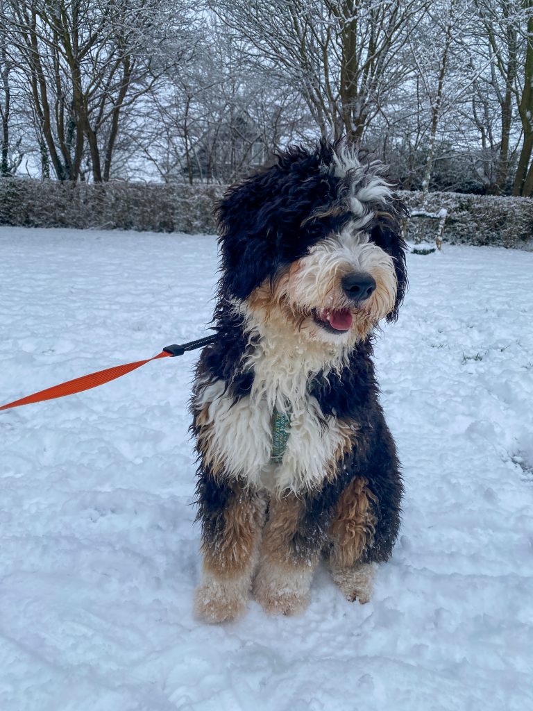 Legend zit in de sneeuw met een lijn om tijdens een winterse wandeling.