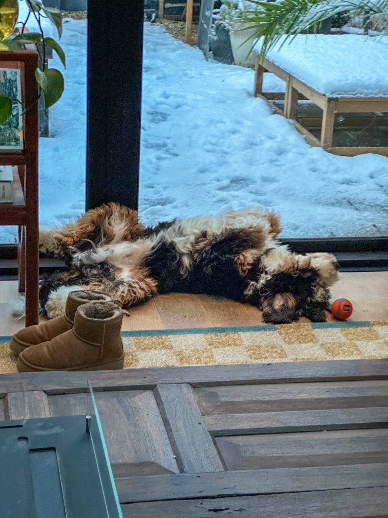 Hond ligt op zijn rug voor de schuifpui terwijl buiten sneeuw ligt in de tuin.
