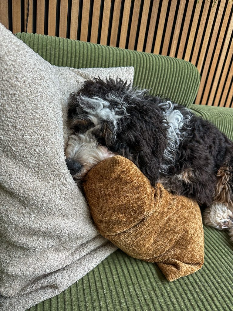 Hond ligt slapend op de groene bank met zijn kop tegen een kussen aan.