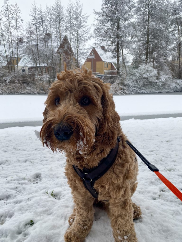 Teun zit in de sneeuw met sneeuw op zijn snor tijdens een winterse wandeling.