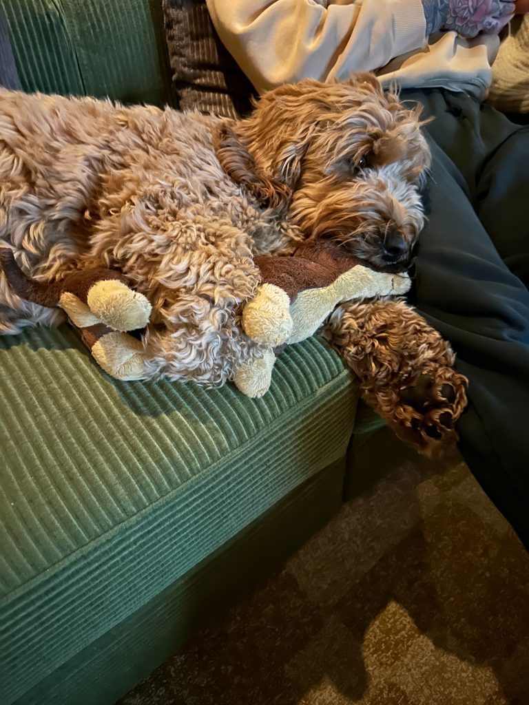 Hond slaapt op de bank met een knuffel